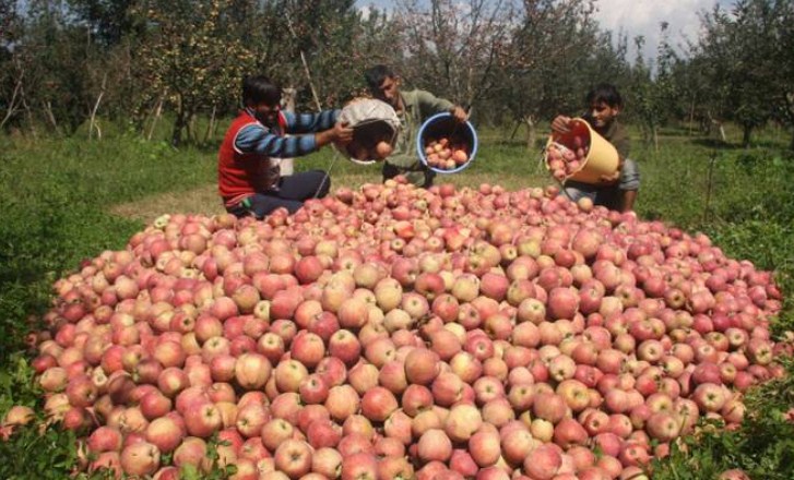 Union Cabinet approves “Market Intervention Scheme” (MIS) for Procurement of Apple