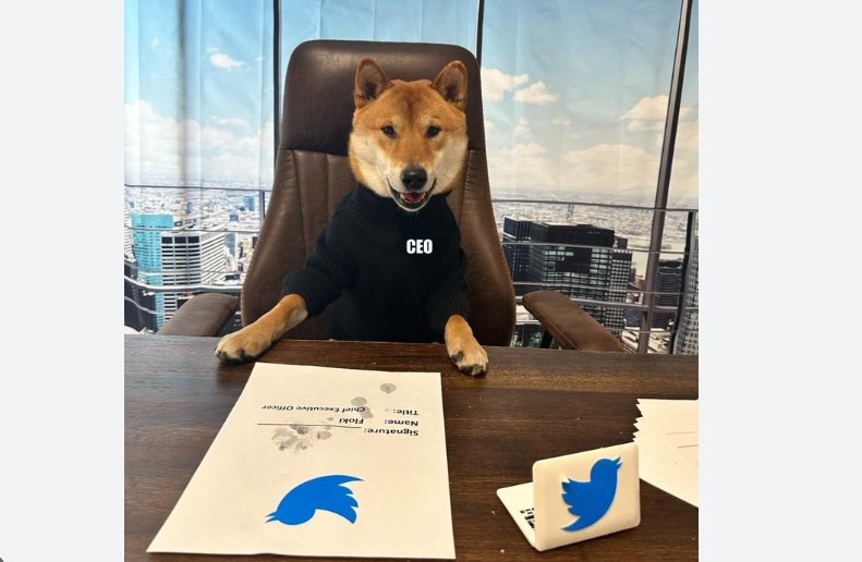 Elon Musk announces new CEO for Twitter, and it's not human