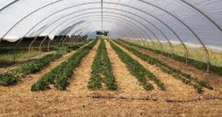 New high-tech poly houses constructed in J-K to boost vegetable cultivation