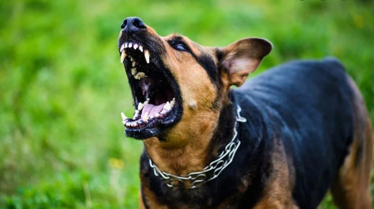 If stray dogs attack people, those who feed them could be held liable: SC