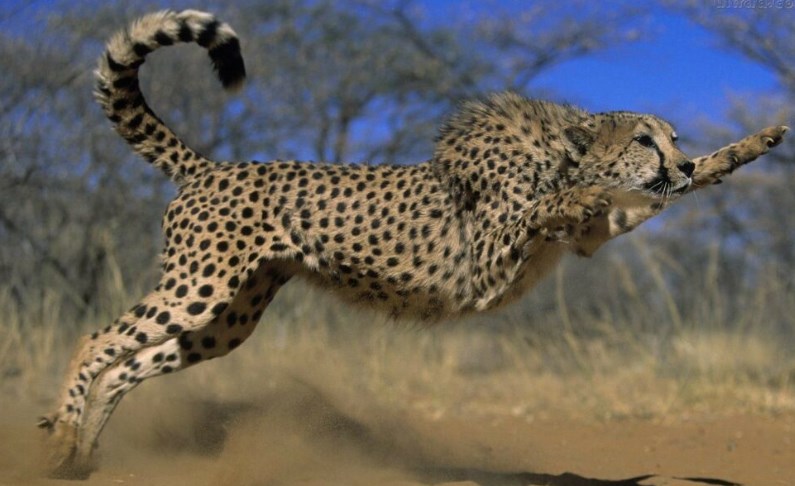 India likely to get more than 100 cheetahs from South Africa, 12 to come in February