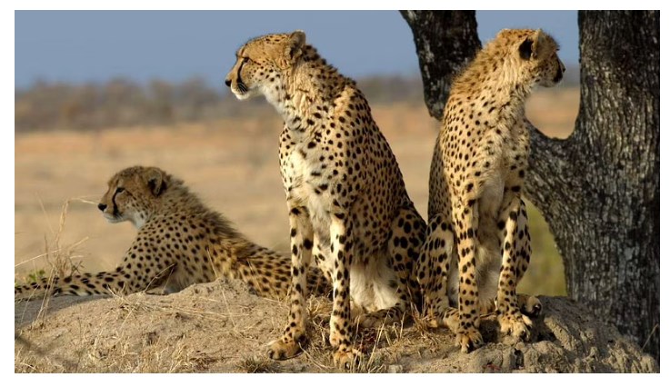 Cheetahs Back In India After 70 Years: PM Modi Releases Wild Cats In Kuno National Park