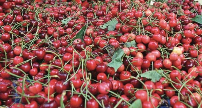 In a first, consignment of cherries from J-K arrives in Saudi Arabia