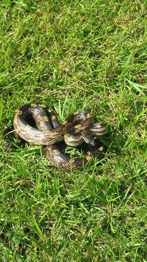 Venomous Cobra found inside Omar Abdullah's Residence 