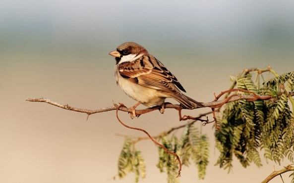 Chirping for change: Tiny guardians of urban ecosystems