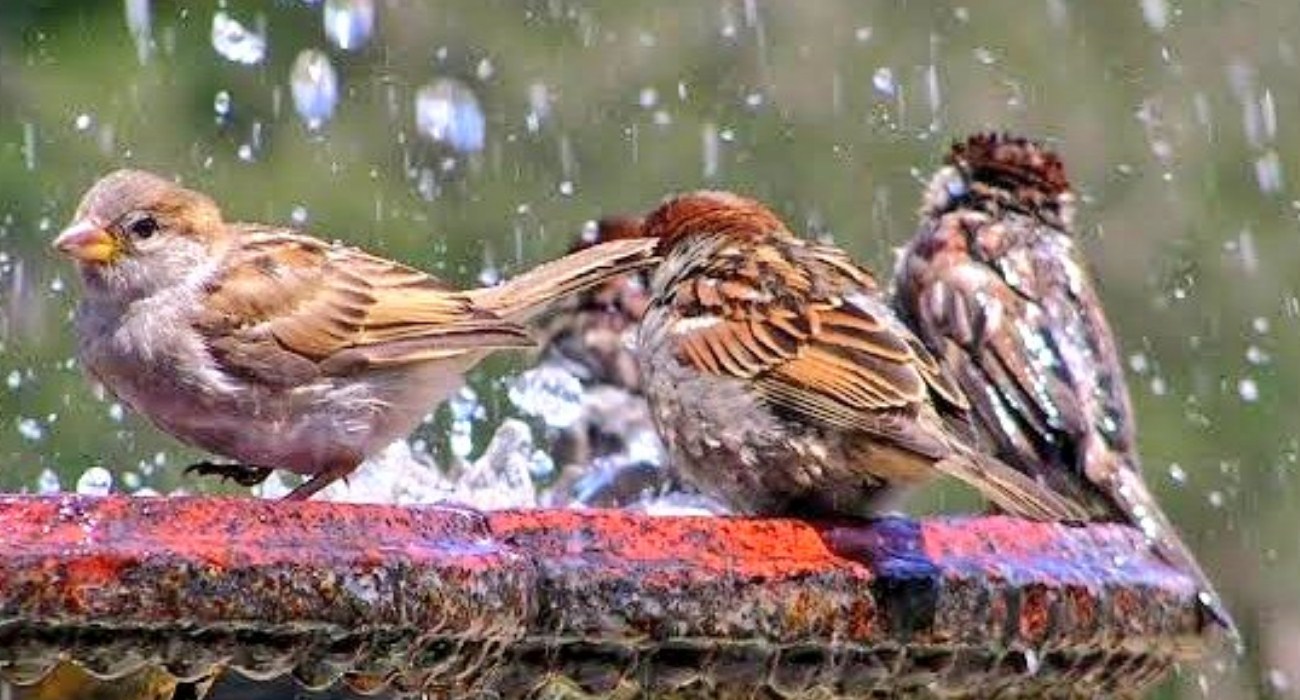 World Environment Day 2020 reminds people to 'Celebrate Biodiversity'