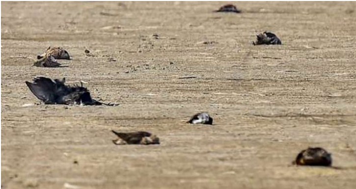 Rajasthan: Section 144 imposed in Jhalawar's Radi after crows die due to avian flu