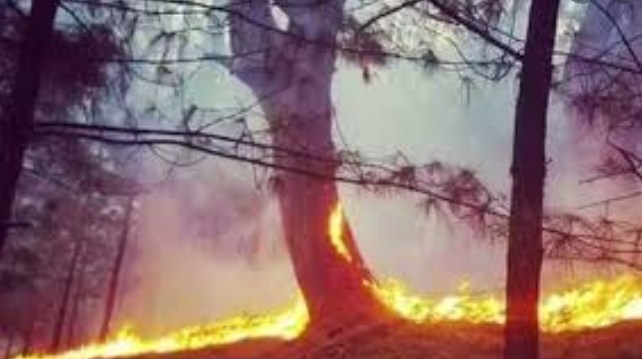 4578 incidents of forest fire reported in J&K in past 10 years