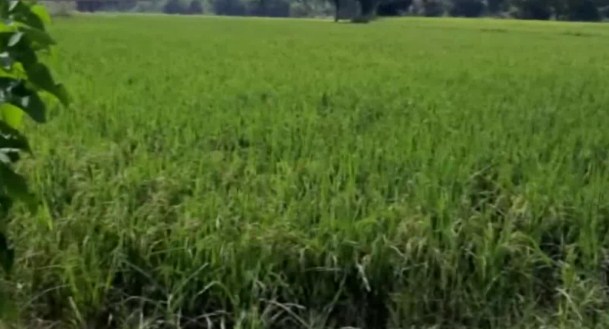 ‘Freedom to sell our produce’: Farmers in J&K’s Kathua laud agriculture bills