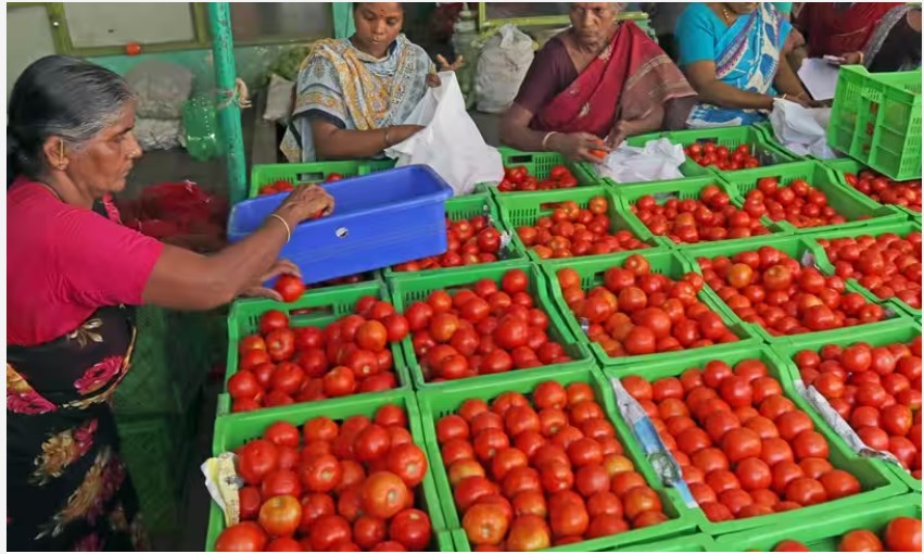 Rs 40 Per Kg: Modi govt moves to further bring down tomato prices; check where to buy