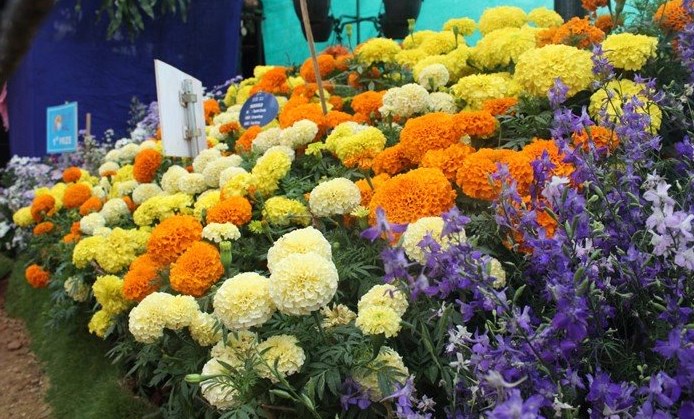 Commercial Floriculture emerging as new form of employment across J&K