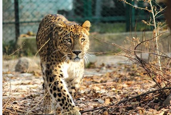 Man Injured In Leopard Attack in Jammu and Kashmir 