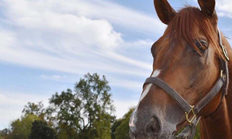 In first of its kind, horse sent to home quarantine in JK’s Rajouri
