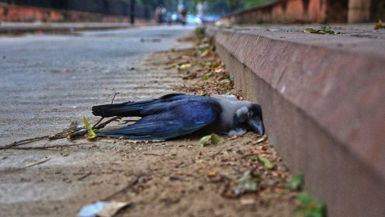 Bird flu confirmed in ten J&K districts so far