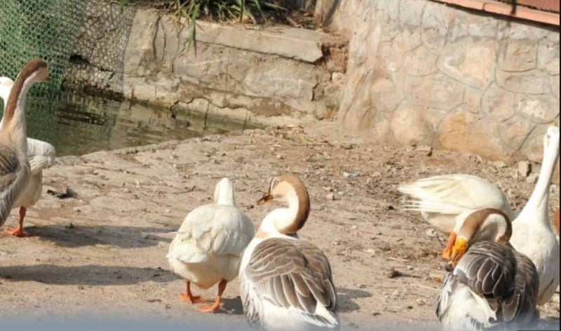 Bird Flu Cases Confirmed In Crows, Poultry In JK: Govt 