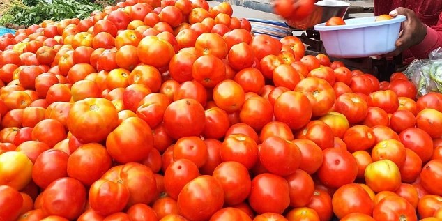 Tomato farmer in Karnataka suffers Rs 2.5 lakh loss as thieves strike amidst soaring prices