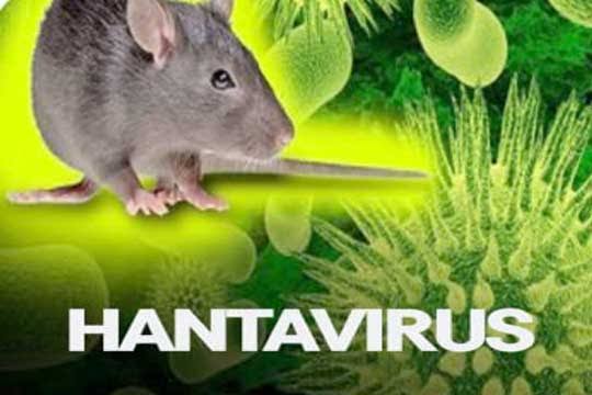 Man dies from hantavirus in China: All you need to know about the virus, and how it spreads
