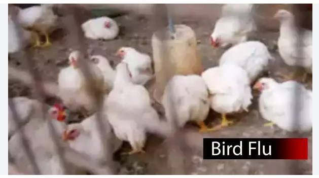 No case of bird flu reported in J&K: Admin