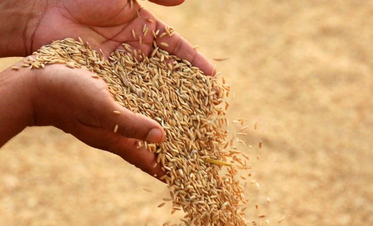 Modi govt hikes MSP on paddy by Rs 100 to Rs 2,040 per quintal