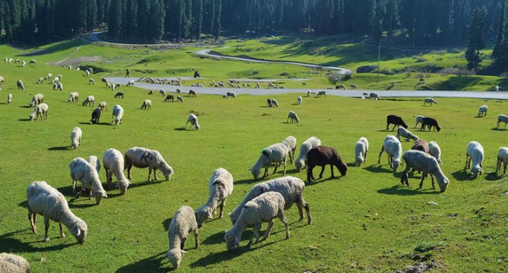 Transforming J&K: J&K achieving major strides through ISDS