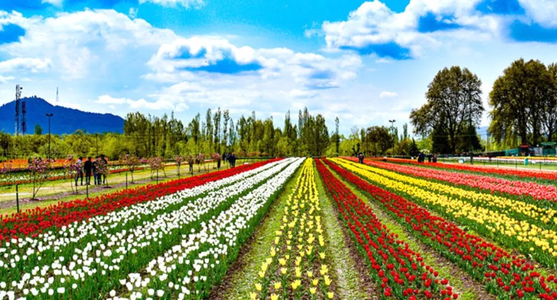 Asia's Largest Tulip Garden in Srinagar J&K Opens From 23 March 2024