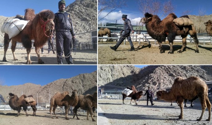 Army deploys double humped camels for logistical support in eastern Ladakh