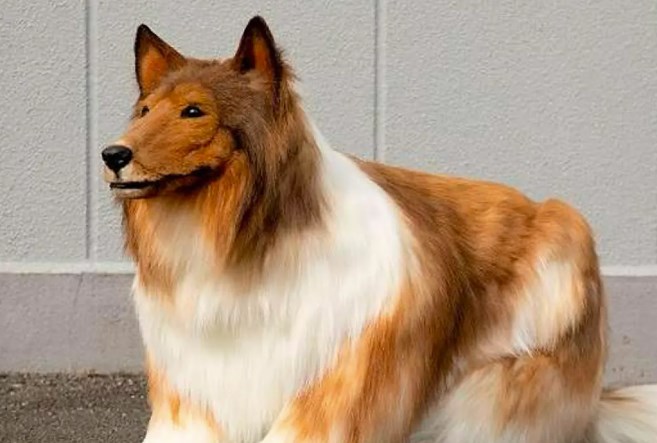 Japan: Man spends over $20,000 to transform into 'human dog', takes first walk in public