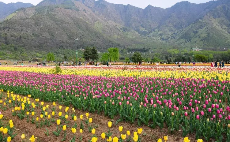 Asia's Largest Tulip Garden in Srinagar is Now Open to Visitors