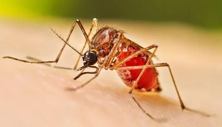 Jammu region shows trend of spike in dengue cases