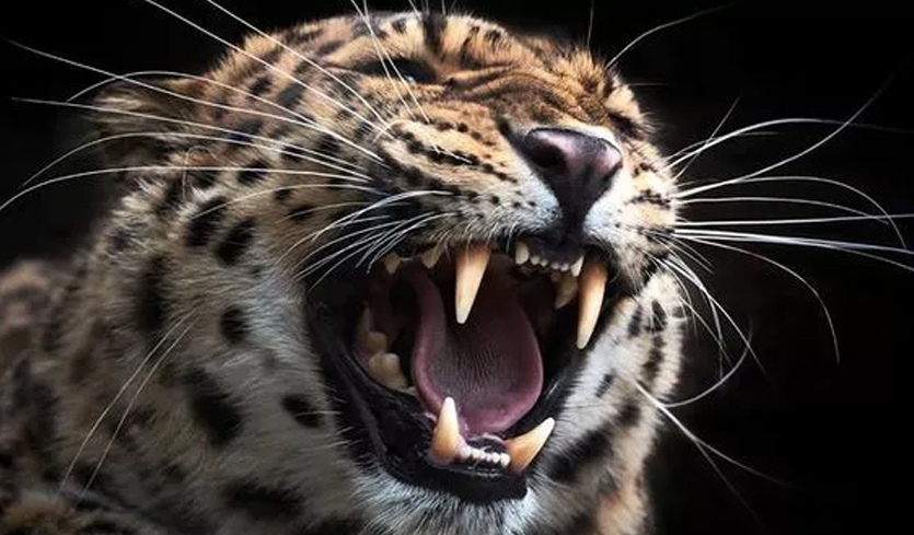 40 sheep, goats killed in attack by leopards in Jammu and Kashmir's Ramban