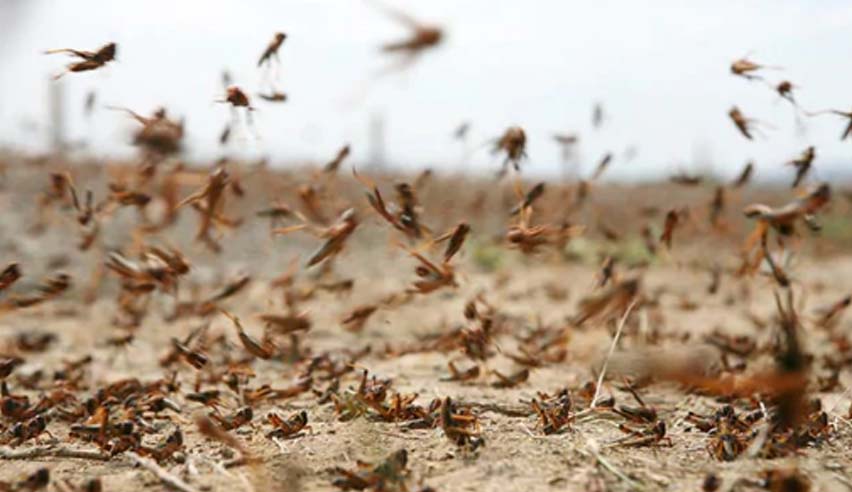 India's War With Locusts: Drones And More Across 6 States