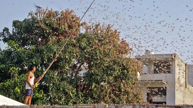 Navin seeks pre-emptive measures to contain possible Locust attack