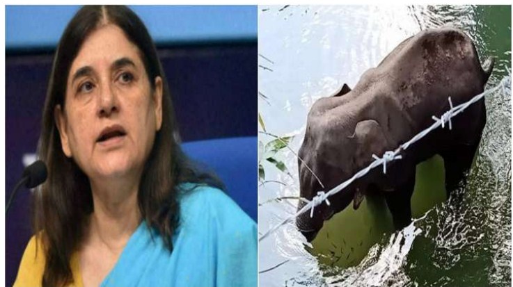 Kerala Elephant Death: Maneka Gandhi calls for an immediate relook at laws; shocking, says Prakash Javadekar