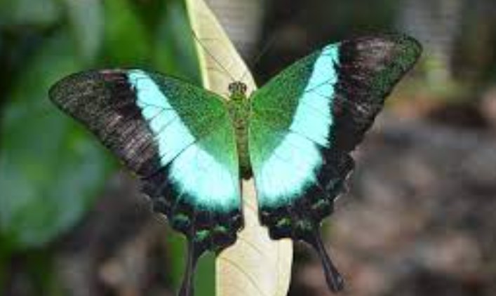 First Annual Butterfly Festival begins in Environment Park -Raika Jammu