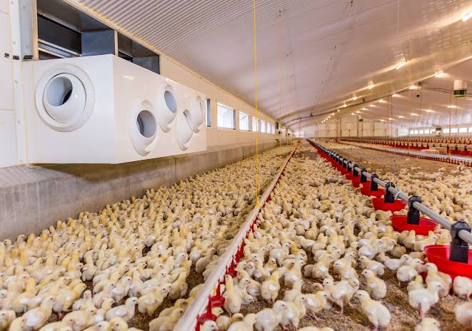 50 Crore subsidy for broiler/layer farms as J&K Government announce Poultry policy