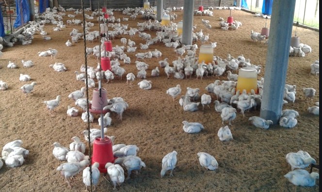 J&K admin lifts ban on import of poultry