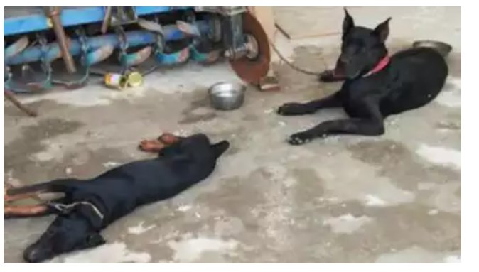 Sidhu Moosewala’s Pet Dogs Heartbroken After His Death, Refuse to Eat Food