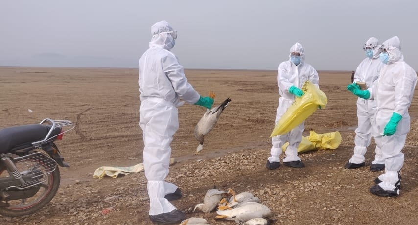 Alarm level up as bird flu reported in domestic fowls in J&K's Udhampur