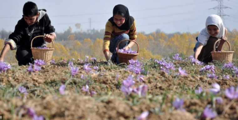 Scientific methodologies prove game changer in Saffron cultivation in J&K