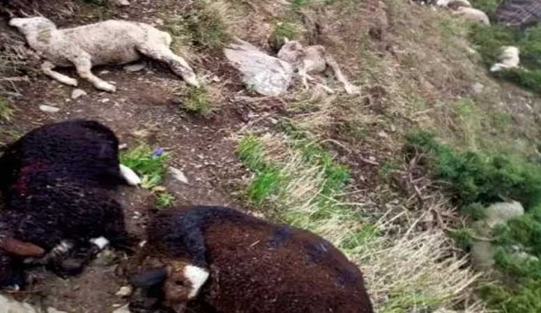 70 sheep killed, 10 injured by lightning in J&K's Poonch
