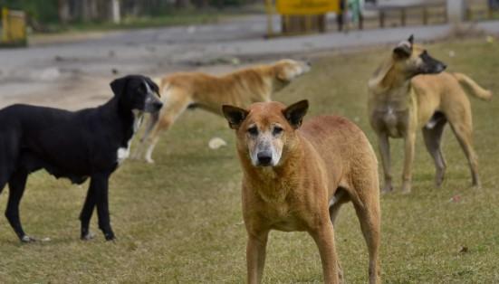 J&K recorded over 2 lakh dog bite cases in past three years: Govt