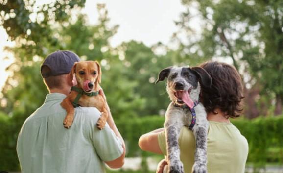 JMC issues advisory for pet dog owners, directs mandatory registration