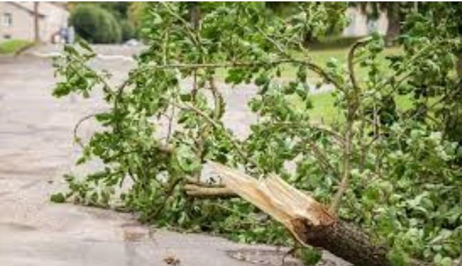 One dead , 02 injured after tree fell over them in South Kashmir’s Anantnag