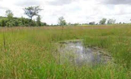 J&K wetland mapping on, will be completed by March end: Forest Minister