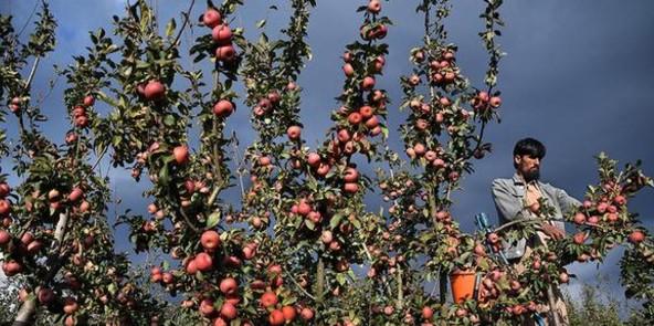 Indo-US deal: Some J&K fruit growers on edge, others call it opportunity to better their produce