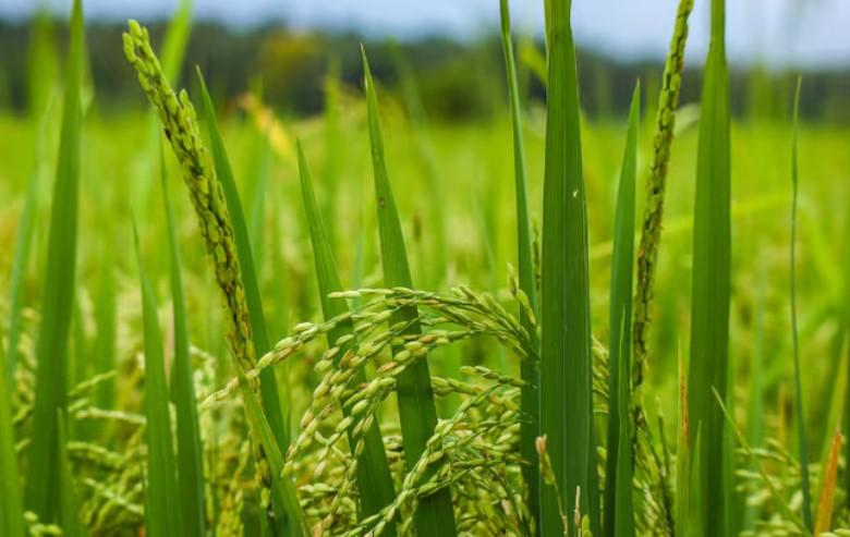 Govt hikes paddy MSP by Rs 72 to Rs 2,441/quintal; sunflower seed sees steepest rise at Rs 622
