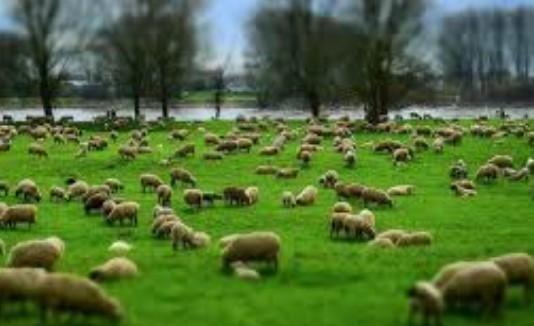 J&K to Import 4 Elite Foreign Breeds of Sheep, Goat