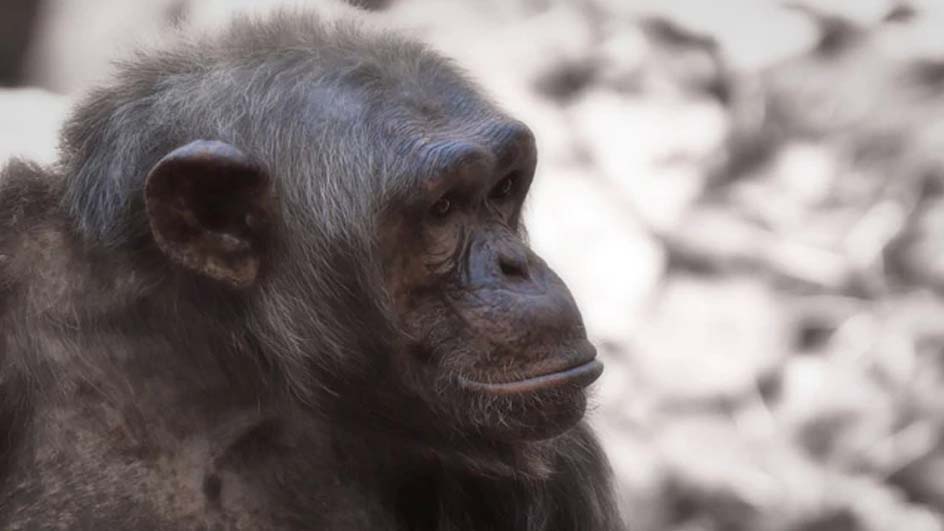 13-Million-Year-Old Fossil Ape Discovered In J&K's Udhampur