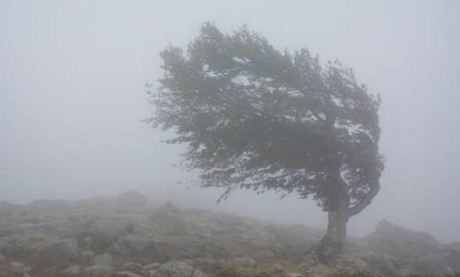 Man dies, wife critical after tree falls amid strong winds in Anantnag