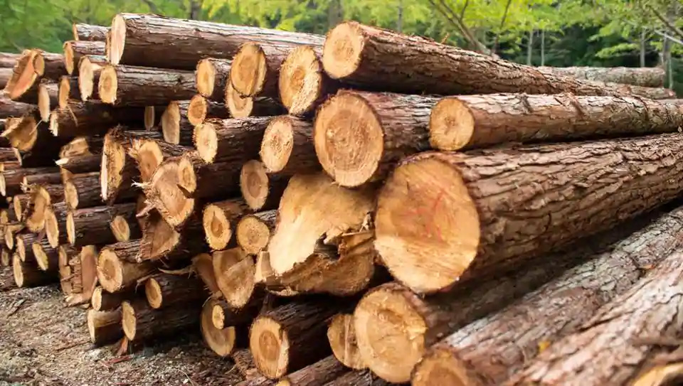 Timber smuggling on rise in J-K''s Bhadarwah valley during lockdown